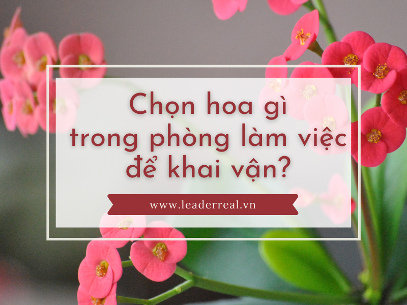 Chọn hoa gì trong phòng làm việc để khai vận?