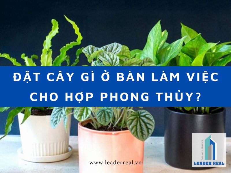 Đặt cây gì ở bàn làm việc cho hợp phong thủy?
