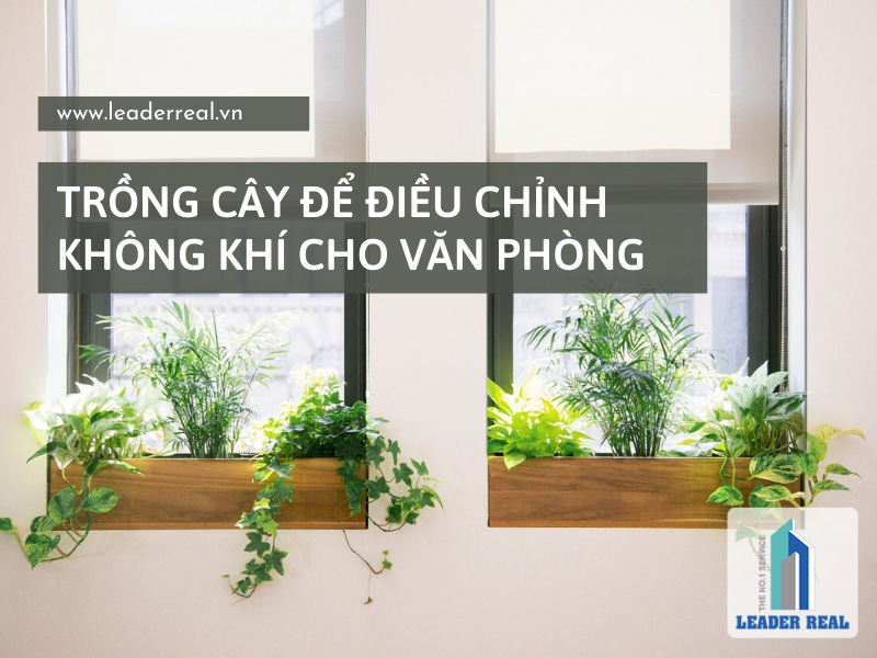 Trồng cây để điều chỉnh không khí cho văn phòng